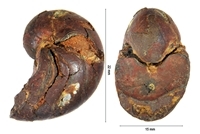 Eucymatoceras plicatum